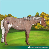 Horse Color:White Spotted Silver Blue Roan 
