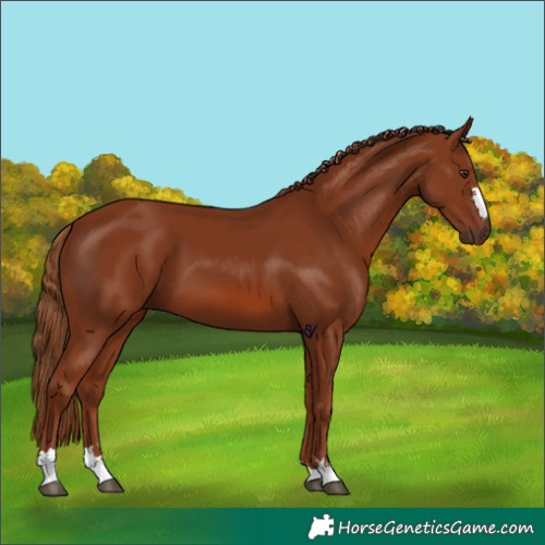 Horse Color:Chestnut 