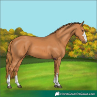 Horse Color:Chestnut 