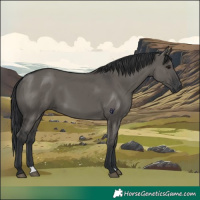 Horse Color:Grullo 