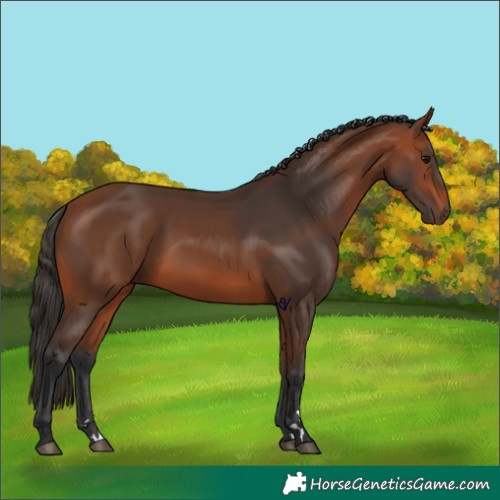 Horse Color:Bay 