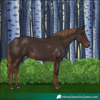 Horse Color:Liver Chestnut 