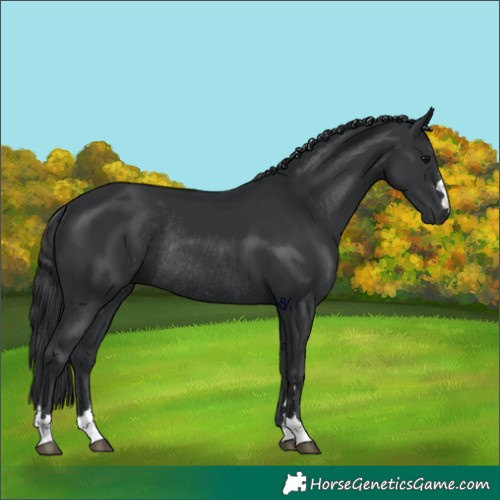 Horse Color:Black Rabicano 