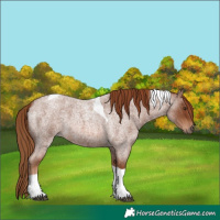 Horse Color:Red Roan Tobiano 
