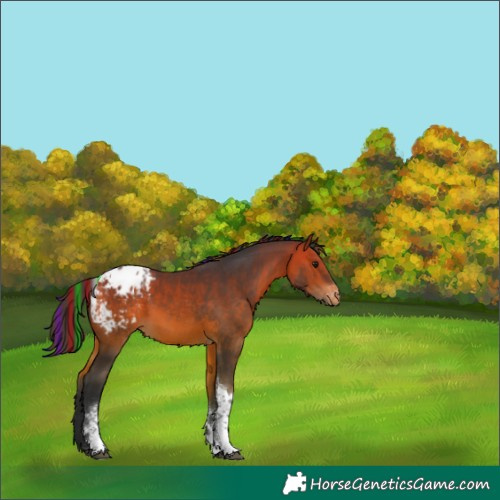 Horse Color:Painted Bay Tobiano Appaloosa 