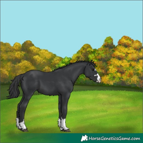 Horse Color:Black 