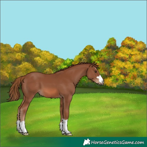 Horse Color:Chestnut 
