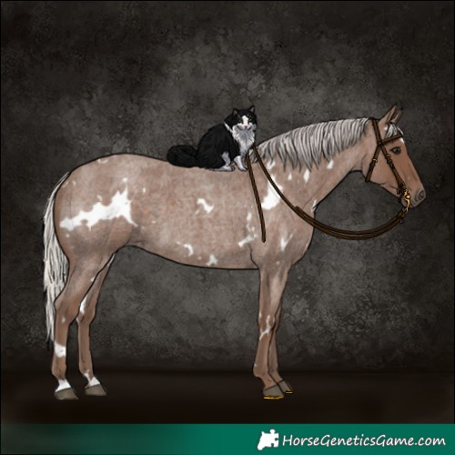 Horse Color:White Spotted Silver Blue Roan 