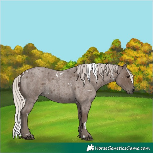 Horse Color:White Spotted Silver Blue Roan 