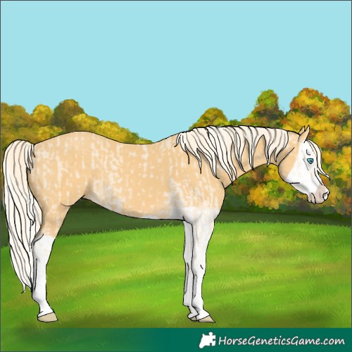 Horse Color:Cremello Splash  and Palomino Splash 
