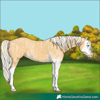 Horse Color:Cremello Splash and Palomino Splash