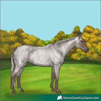 Horse Color:White Spotted Silver Blue Roan 