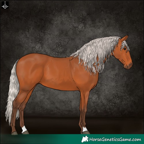 Horse Color:Silver Bay 