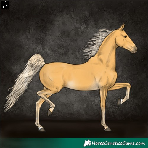 Horse Color:Palomino 
