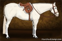 Horse Color:White Spotted Perlino Dun