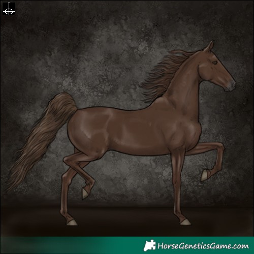 Horse Color:Gray Chestnut 