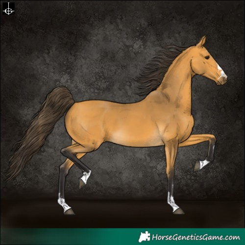 Horse Color:Buckskin 