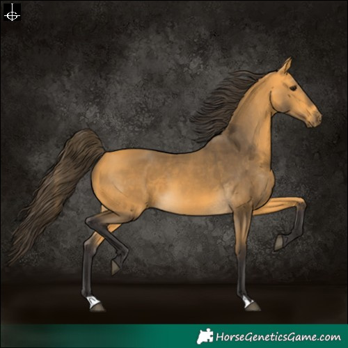 Horse Color:Buckskin 