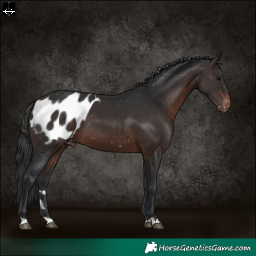 Horse Color:Brown Appaloosa 