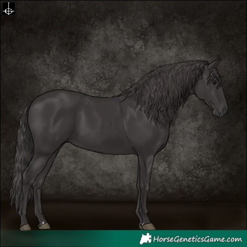 Horse Color:Smoky Black 