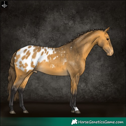 Horse Color:Buckskin Appaloosa 