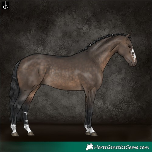 Horse Color:Brown Dun Rabicano 