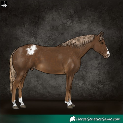 Horse Color:Chocolate Palomino Appaloosa 