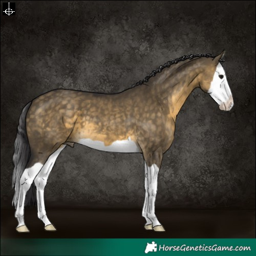 Horse Color:Buckskin Dun Splash 