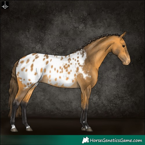 Horse Color:Buckskin Blanket 