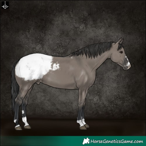 Horse Color:Grullo Snowcap 