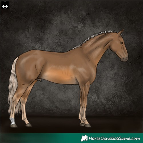 Horse Color:Chocolate Palomino 