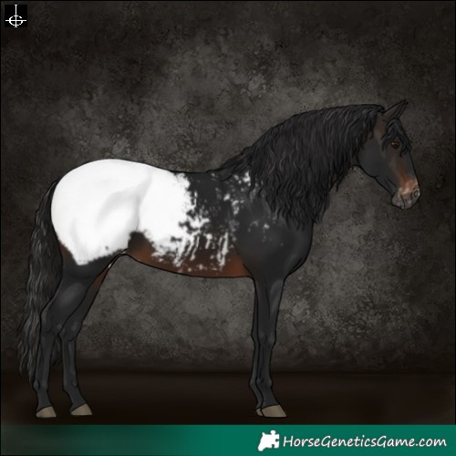 Horse Color:Gray Brown Varnish 