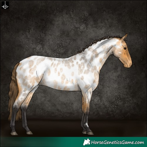 Horse Color:Buckskin Roan Near Leopard 