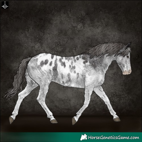 Horse Color:White Spotted Smoky Black Blanket 