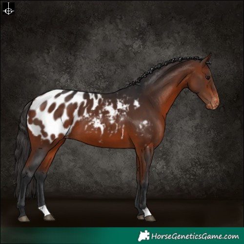 Horse Color:Bay Appaloosa 