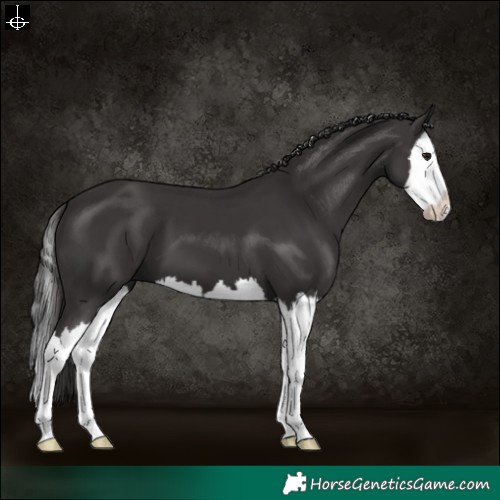 Horse Color:Smoky Black Splash 