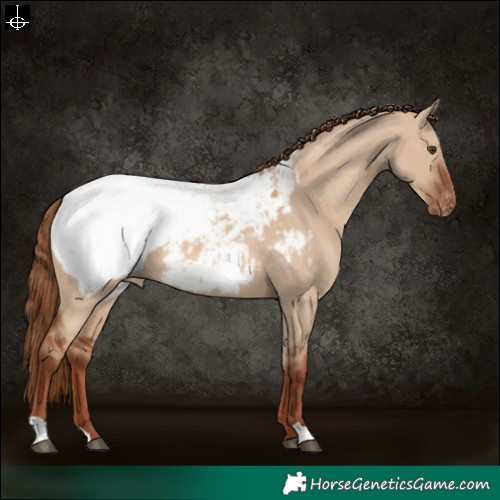 Horse Color:Red Dun Snowcap 