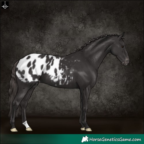 Horse Color:Smoky Black Appaloosa 