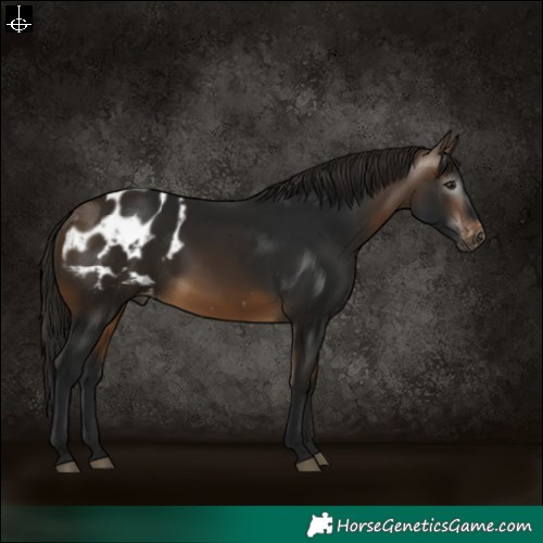 Horse Color:Gray Buckskin Appaloosa 