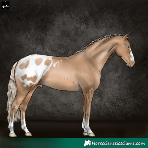 Horse Color:Chocolate Palomino Pearl Blanket 