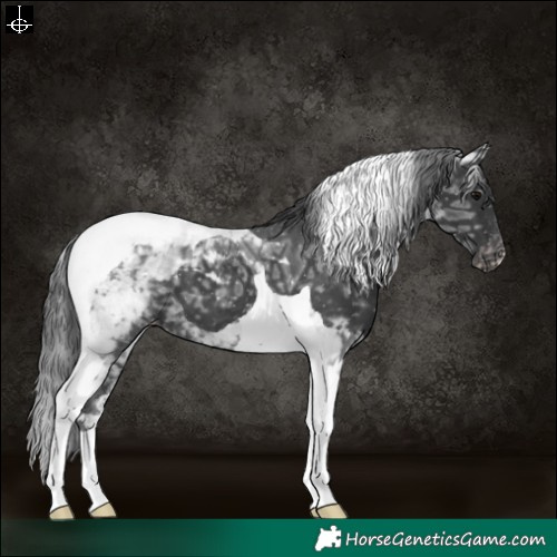 Horse Color:Black Ice Tobiano Appaloosa 