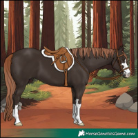 Horse Color:Liver Chestnut 