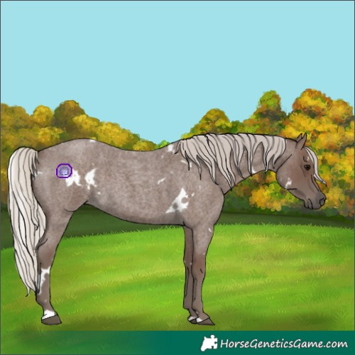 Horse Color:White Spotted Silver Blue Roan