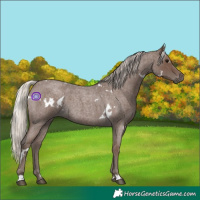 Horse Color:White Spotted Silver Blue Roan