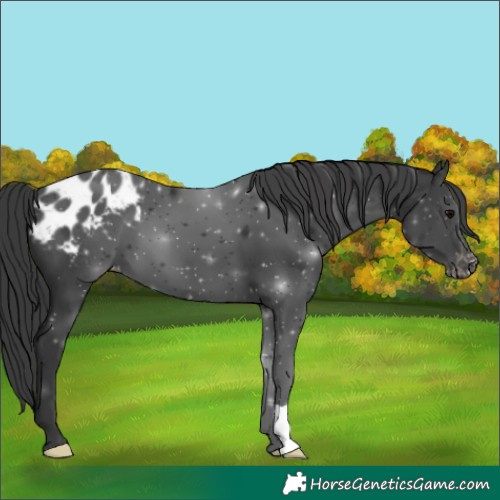 Horse Color:Black Appaloosa 