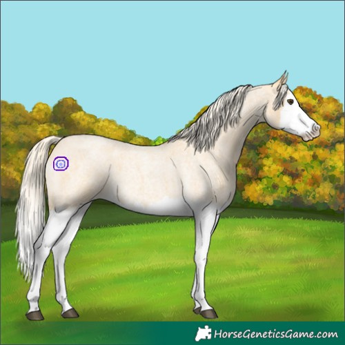 Horse Color:Palomino Roan Splash 