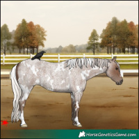 Horse Color:White Spotted Silver Blue Roan 