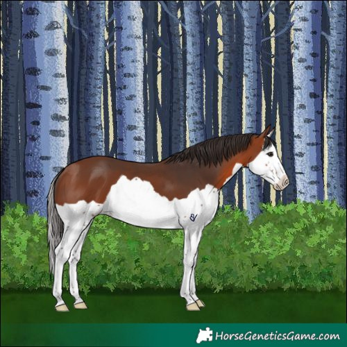 Horse Color:Bay Splash 