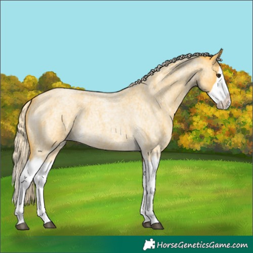 Horse Color:Palomino Roan Splash 