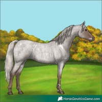 Horse Color:White Spotted Silver Blue Roan